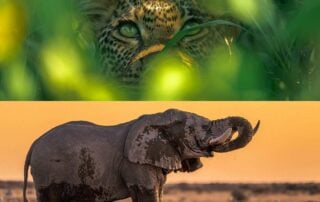 A passion for wildlife photography