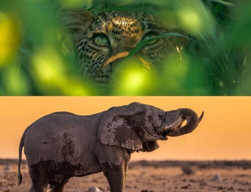 A passion for wildlife photography, by Curteis Roberts