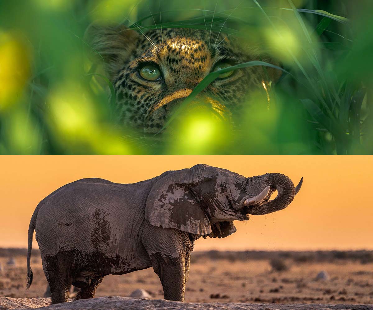 A passion for wildlife photography