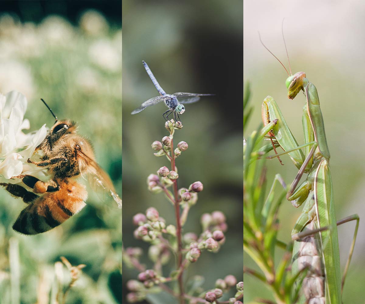 World Wildlife Day 2023: A Closer Look