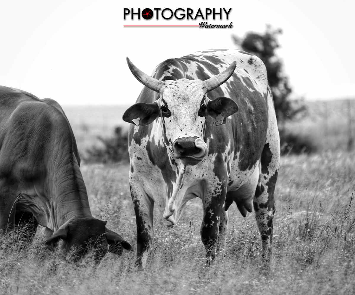Creating a Photoshop action to watermark your images