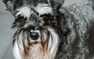 r10-pet-day-feature-image