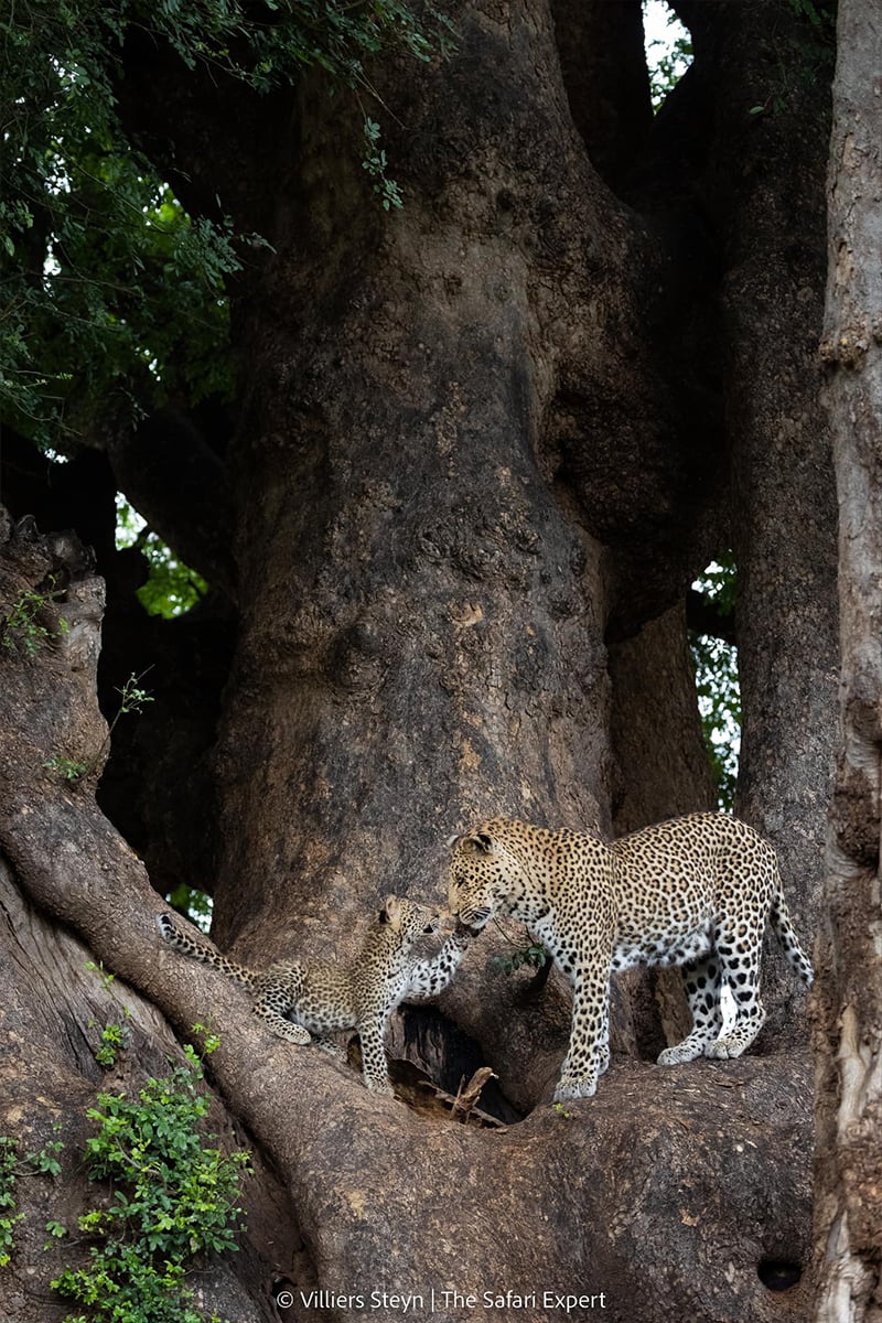 leopard-day-1-villiers-steyn leopard-day-1-villiers-steyn