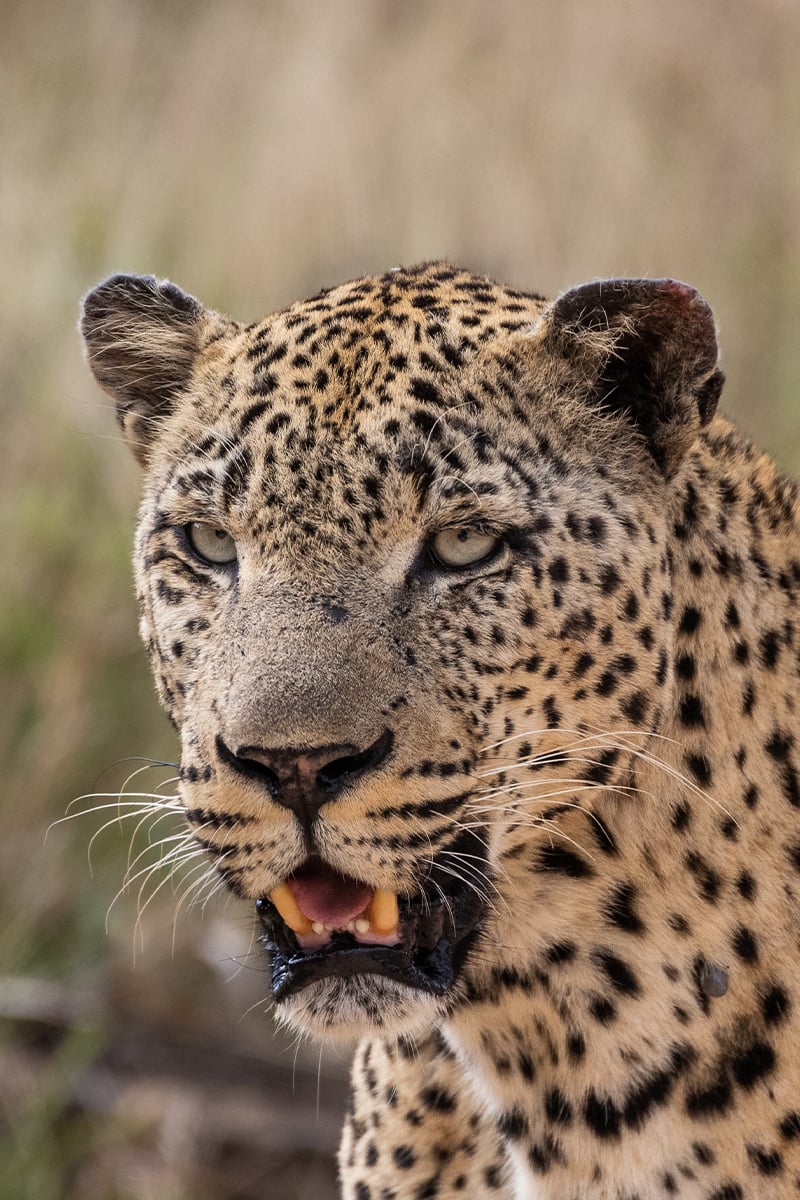 leopard-day-1 leopard-day-1