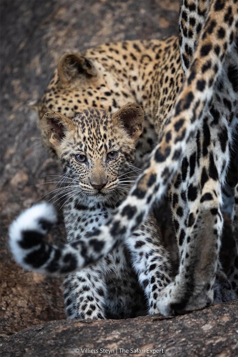 leopard-day-2-villiers-steyn leopard-day-2-villiers-steyn