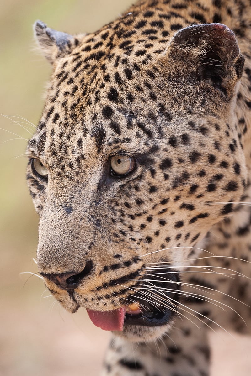leopard-day-2 leopard-day-2