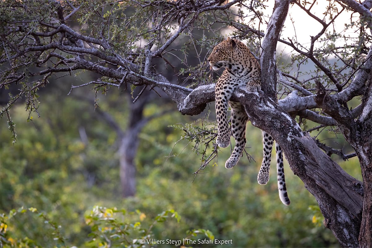 leopard-day-3-villiers-steyn leopard-day-3-villiers-steyn