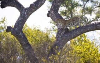 leopard-day-feature-image