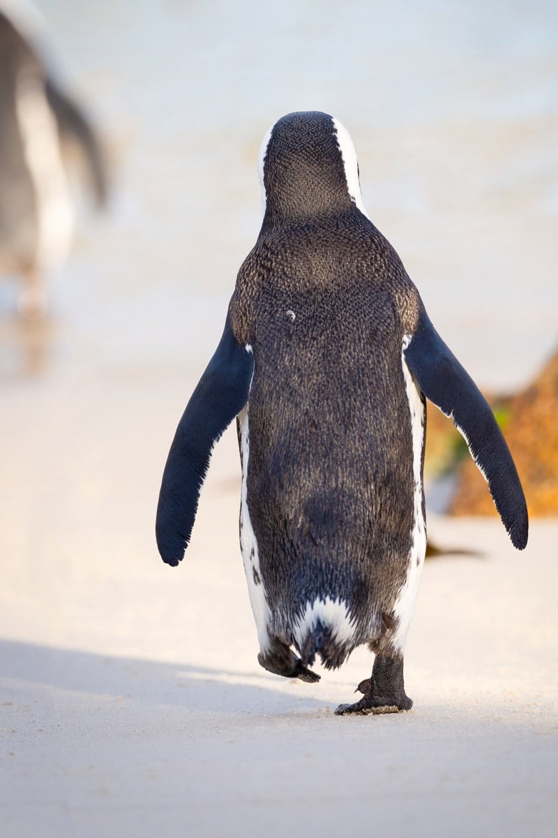 Boulder beach penguin Photo of a penguin at Boulders Beach