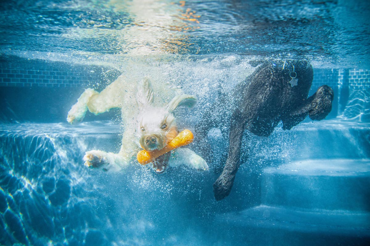 Dogs underwater Photo of dogs playing captured under water in a pool with a GoPro