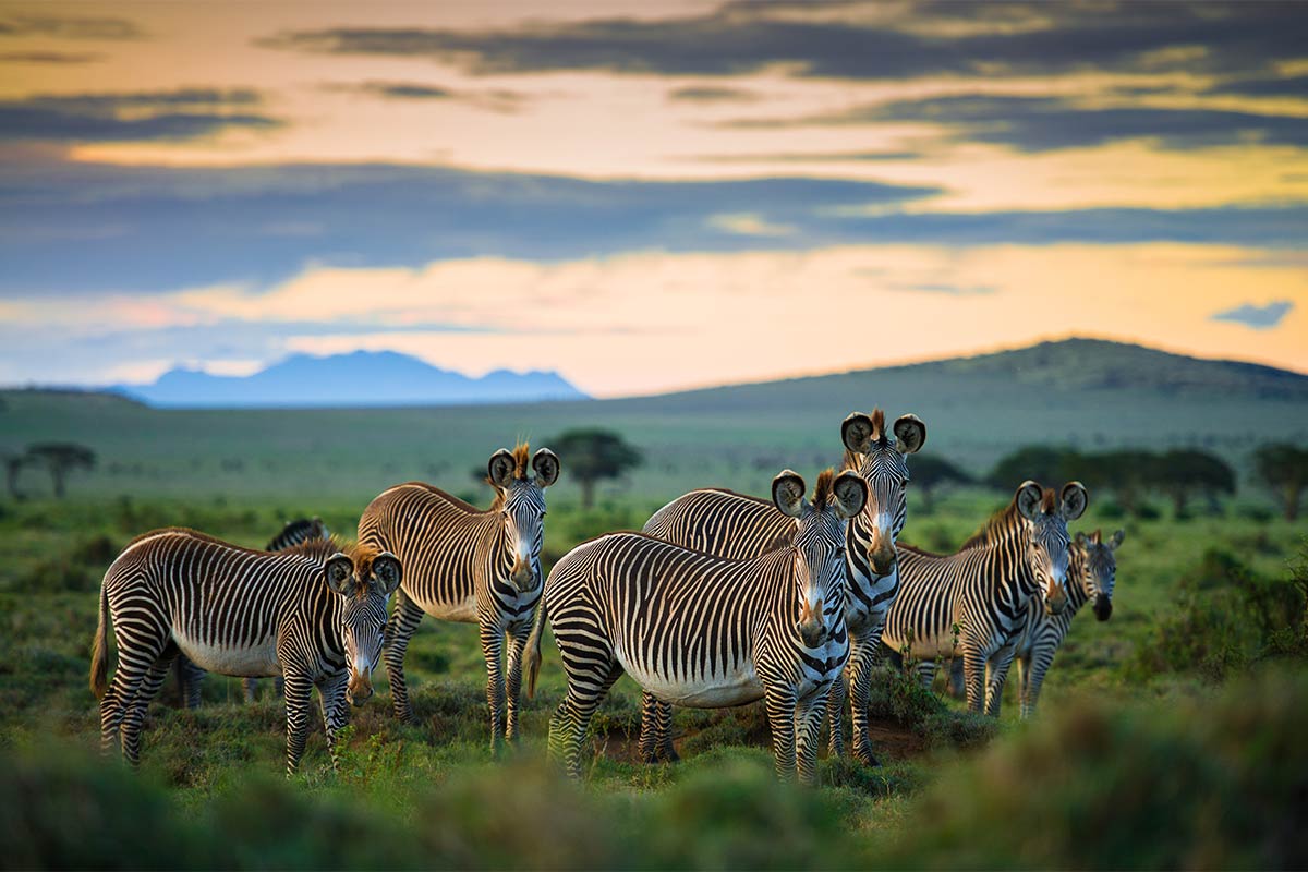 Explore an exclusive interview with Shannon Wild. Discover her journey, challenges, and passion for conservation.
