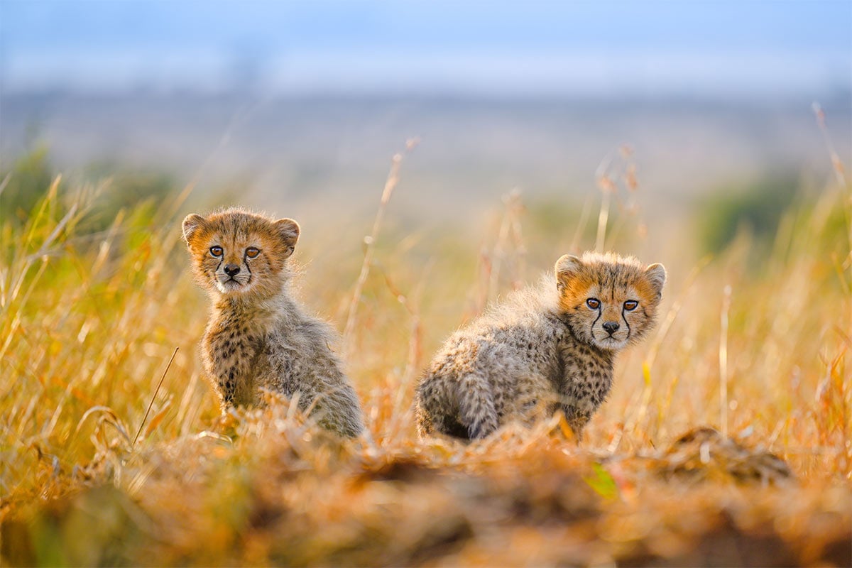 Explore an exclusive interview with Shannon Wild. Discover her journey, challenges, and passion for conservation.