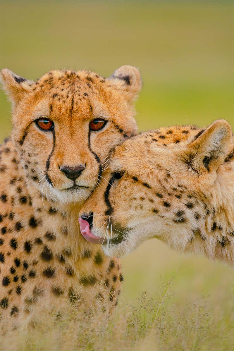 Explore an exclusive interview with Shannon Wild. Discover her journey, challenges, and passion for conservation.