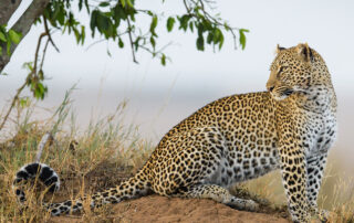 Get to know more about the Remembering Wildlife book series with talented wildlife photographer, Margot Ragget.