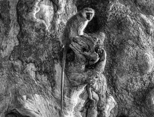 Heinrich’s journey with the Canon R5 Mark II