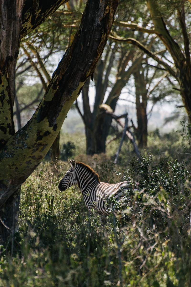 Jeffrey Chan wildlife photography Wildlife photograph by Jeffrey Chan