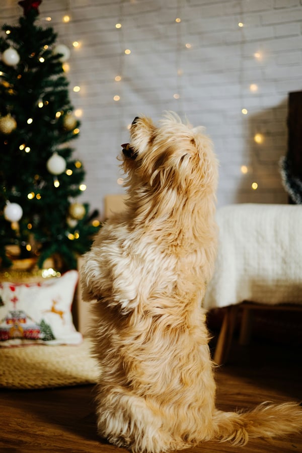 FESTIVELIGHTS-BLOG-8 Festive lights captured with the beautiful bokeh technique