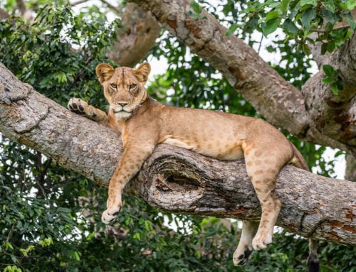 Spotlight on South African Wildlife Photographers