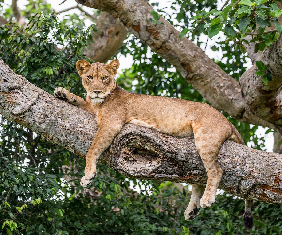 Explore the wild with photographers Peter Forsyth and Ruan Minnaar as they share thrilling encounters, expert tips, and must-visit destinations.