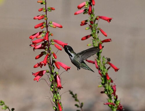 How to Photograph Wildlife in Motion: Pro Tips for Stunning Shots