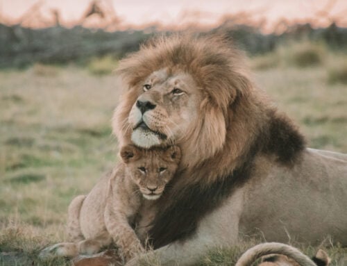 10 Editing Tips for Wildlife Photography