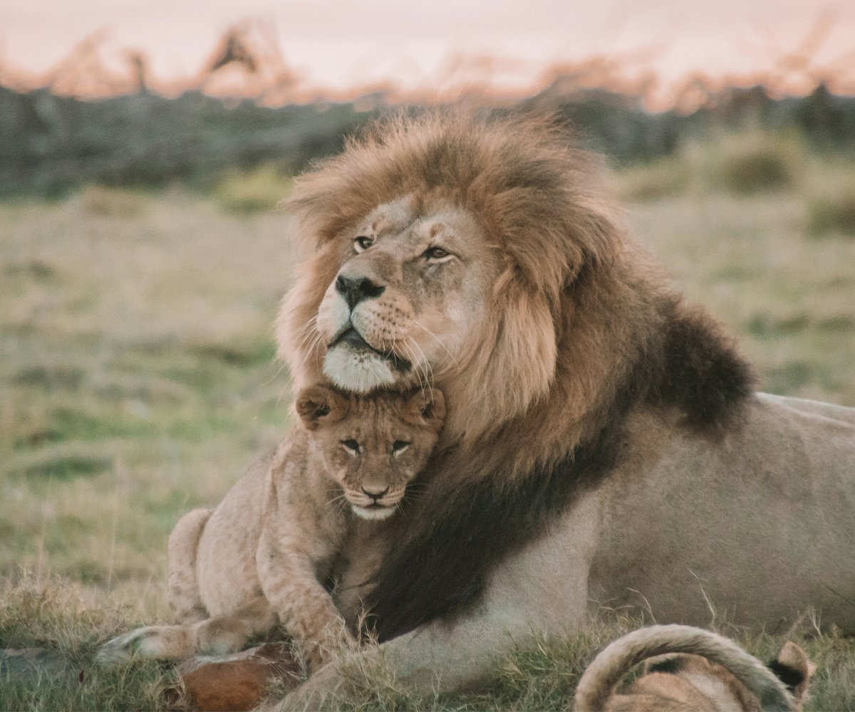 Learn how to correct exposure, refine composition, and make your subject stand out while keeping images natural and visually stunning.
