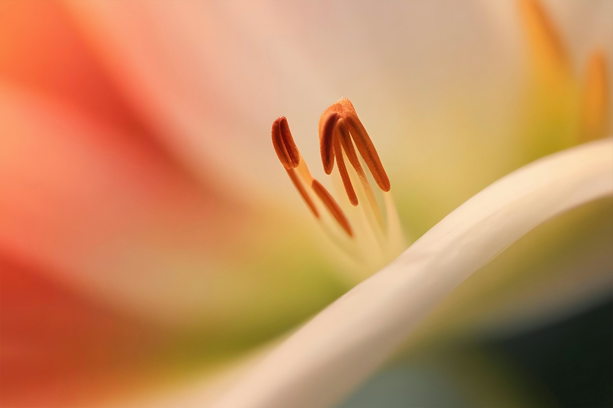 Macro Photography Made Simple