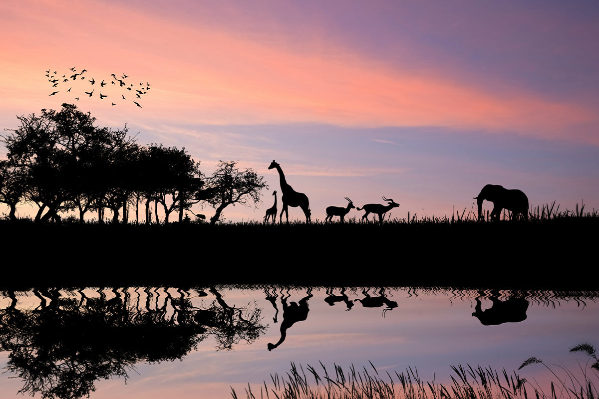 Best Wildlife Photography Lenses