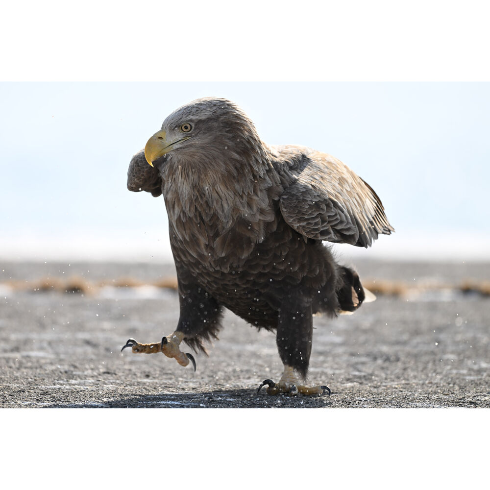 Created for high-demand sports and wildlife applications. This super-telephoto zoom offers sharpness, flexibility and 5.5-Stop VR Image Stabilisation.