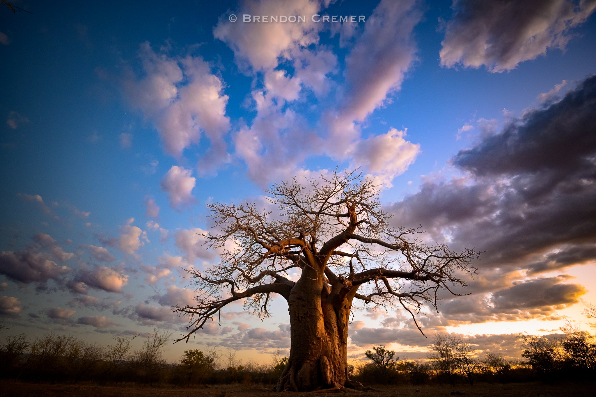 Baobabs and Stars Workshop Safari by Tusk Photo