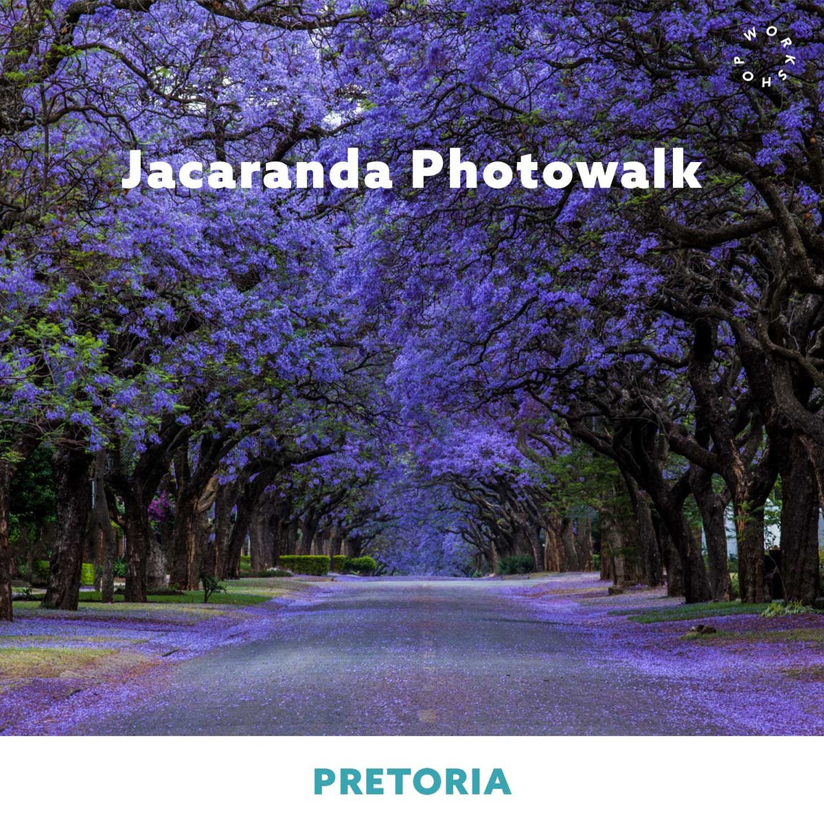 Jacaranda Photo Walk