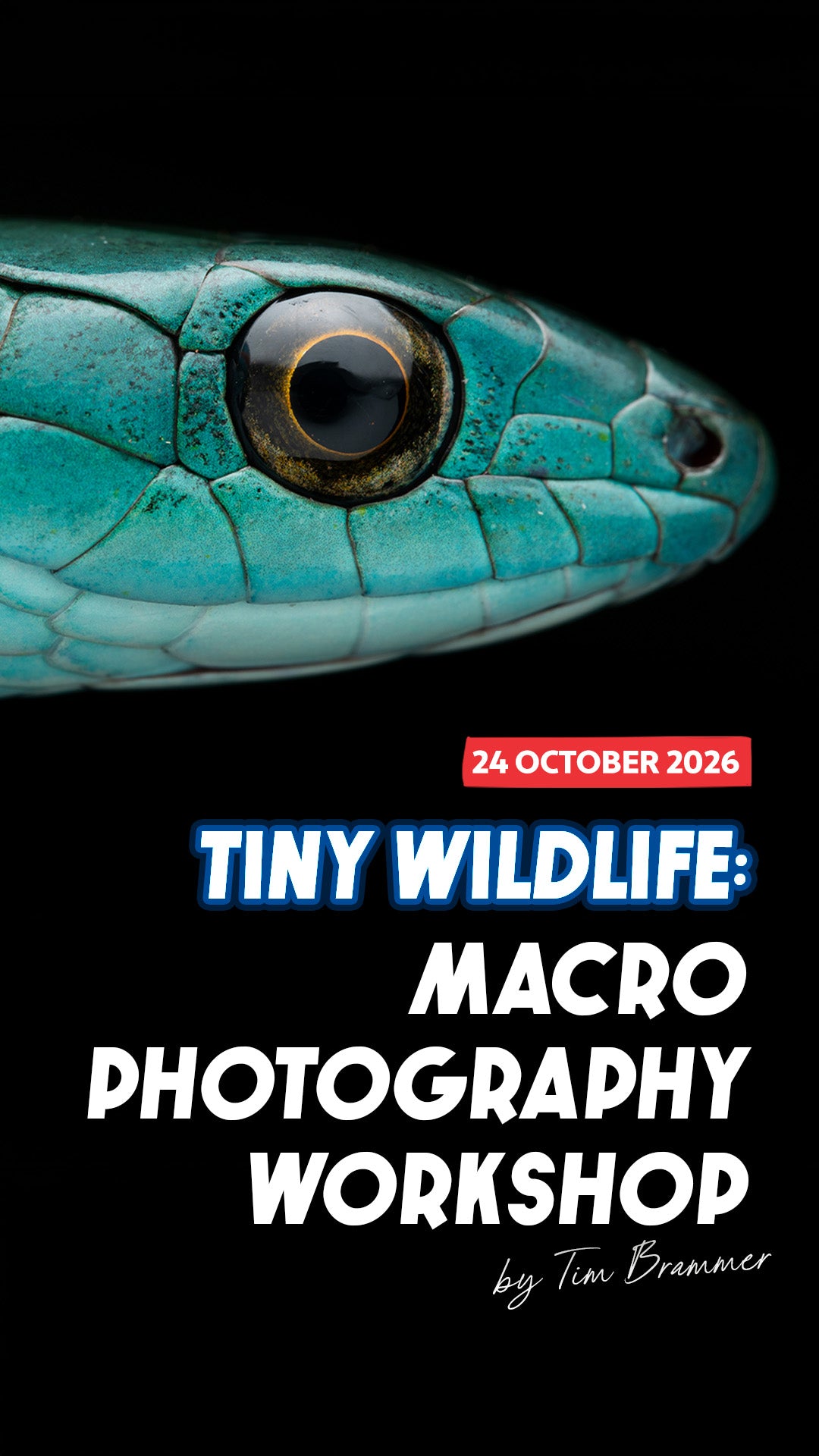 Tiny Wildlife: Macro Photography Workshop by Tim Brammer | 24 Oct