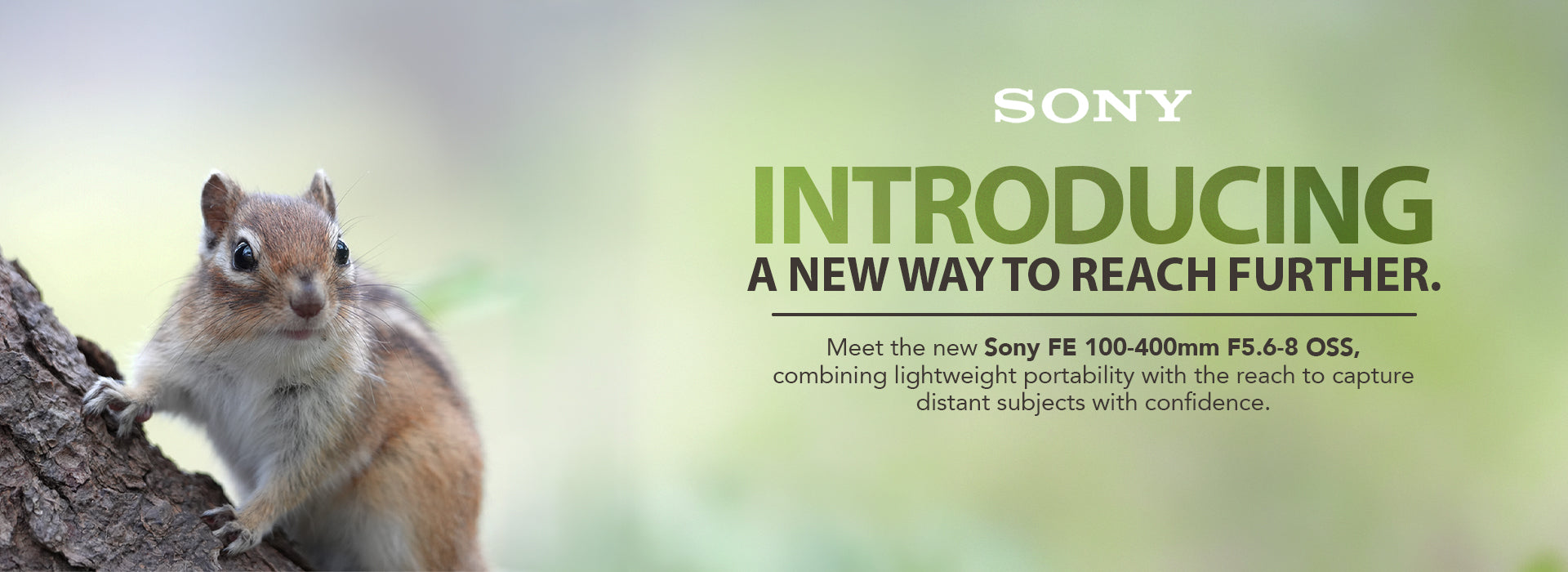 Sony promotional banner featuring a brown and gray squirrel on a tree branch against a soft green blurred background, with text reading 'SONY INTRODUCING A NEW WAY TO REACH FURTHER.'.