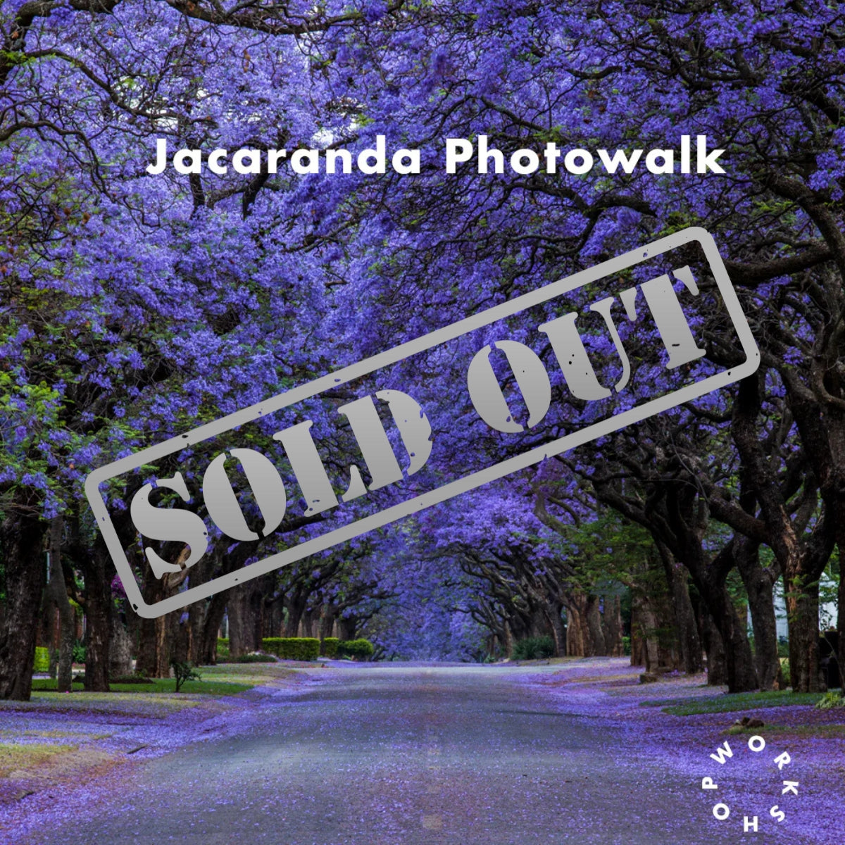 Jacaranda Photowalk