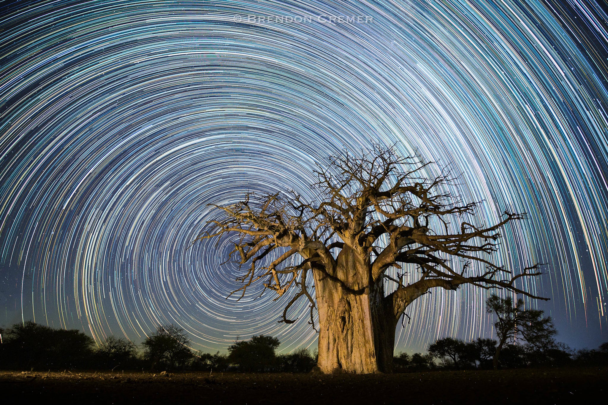 Star trail effect around a large tree with a clear night sky