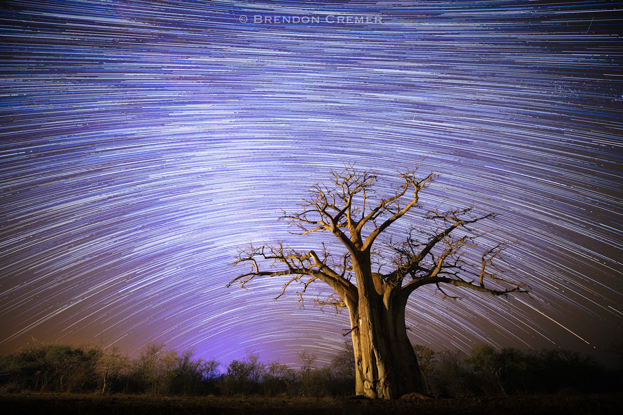 Star trails over a lone tree with a purple and blue sky