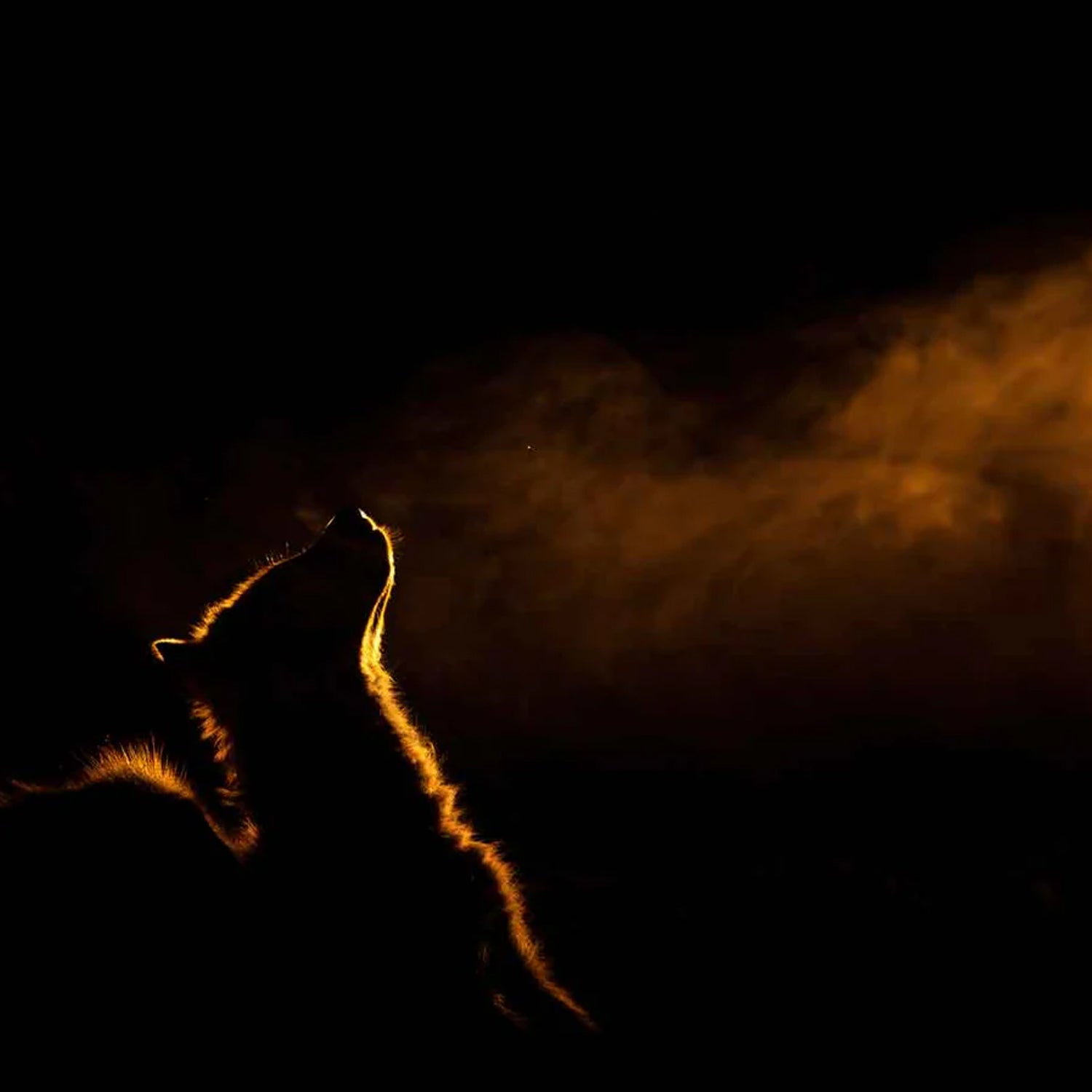 Armand Grobler wildlife photography
