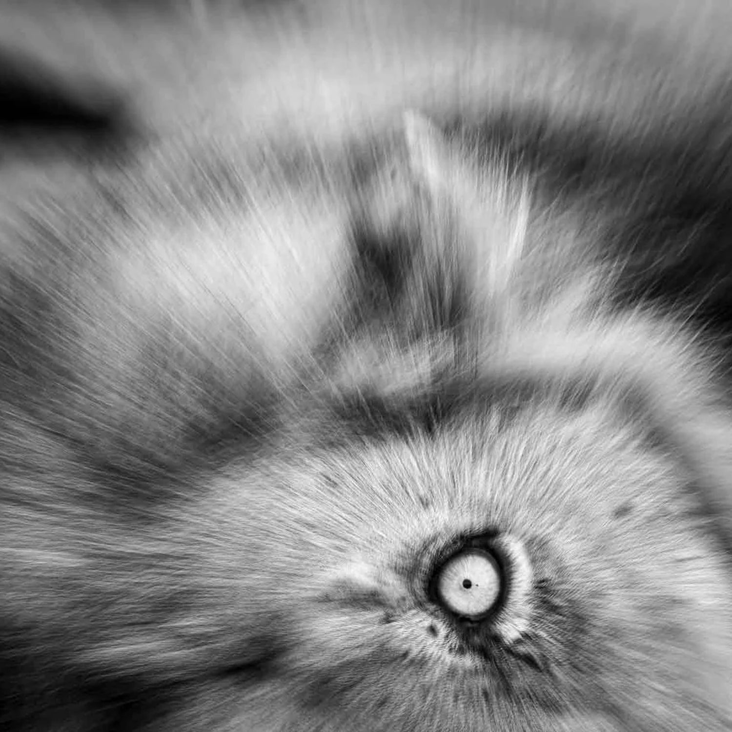 Armand Grobler wildlife photography
