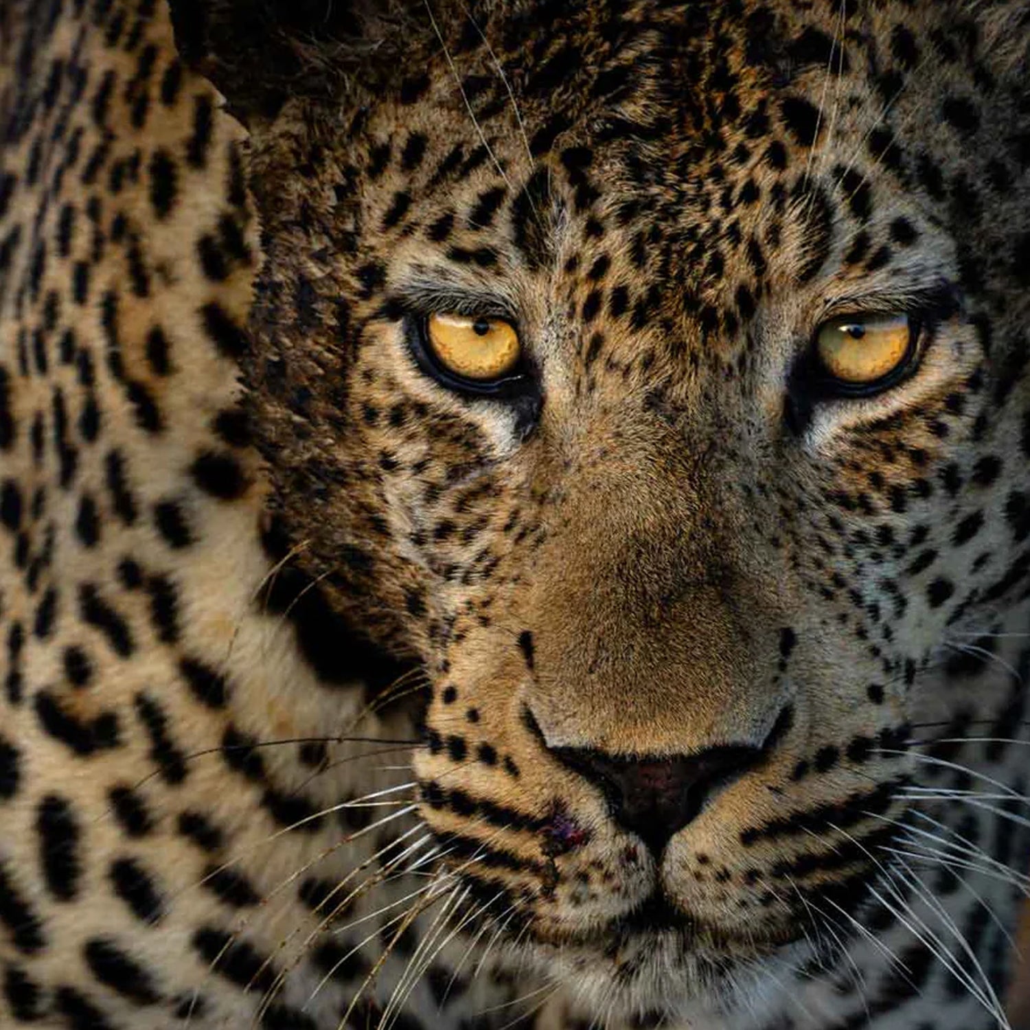 Armand Grobler wildlife photography
