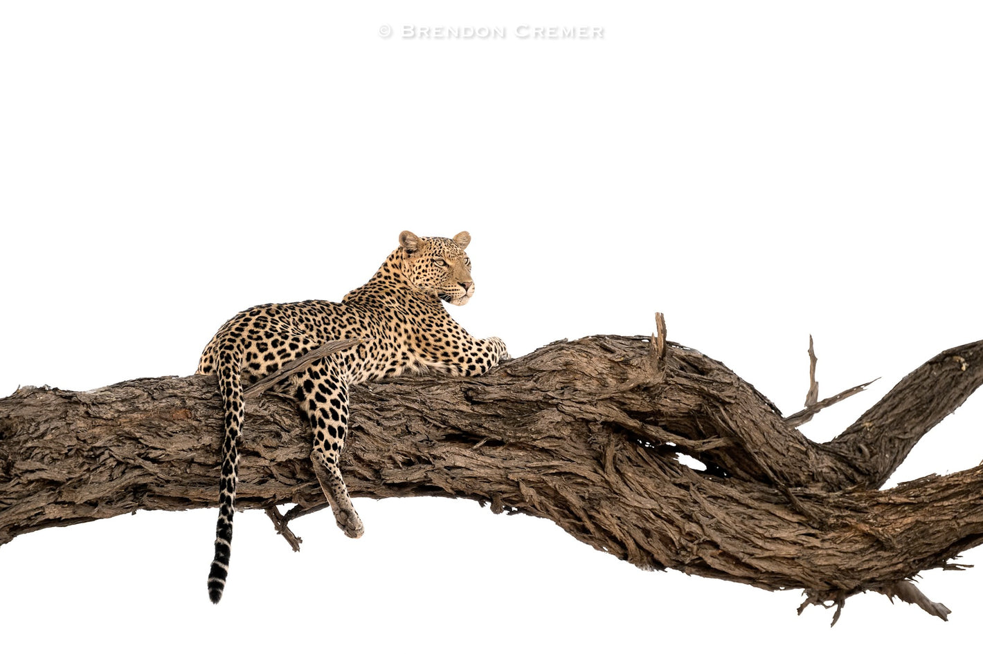 Leopard sitting on a branch with a white background