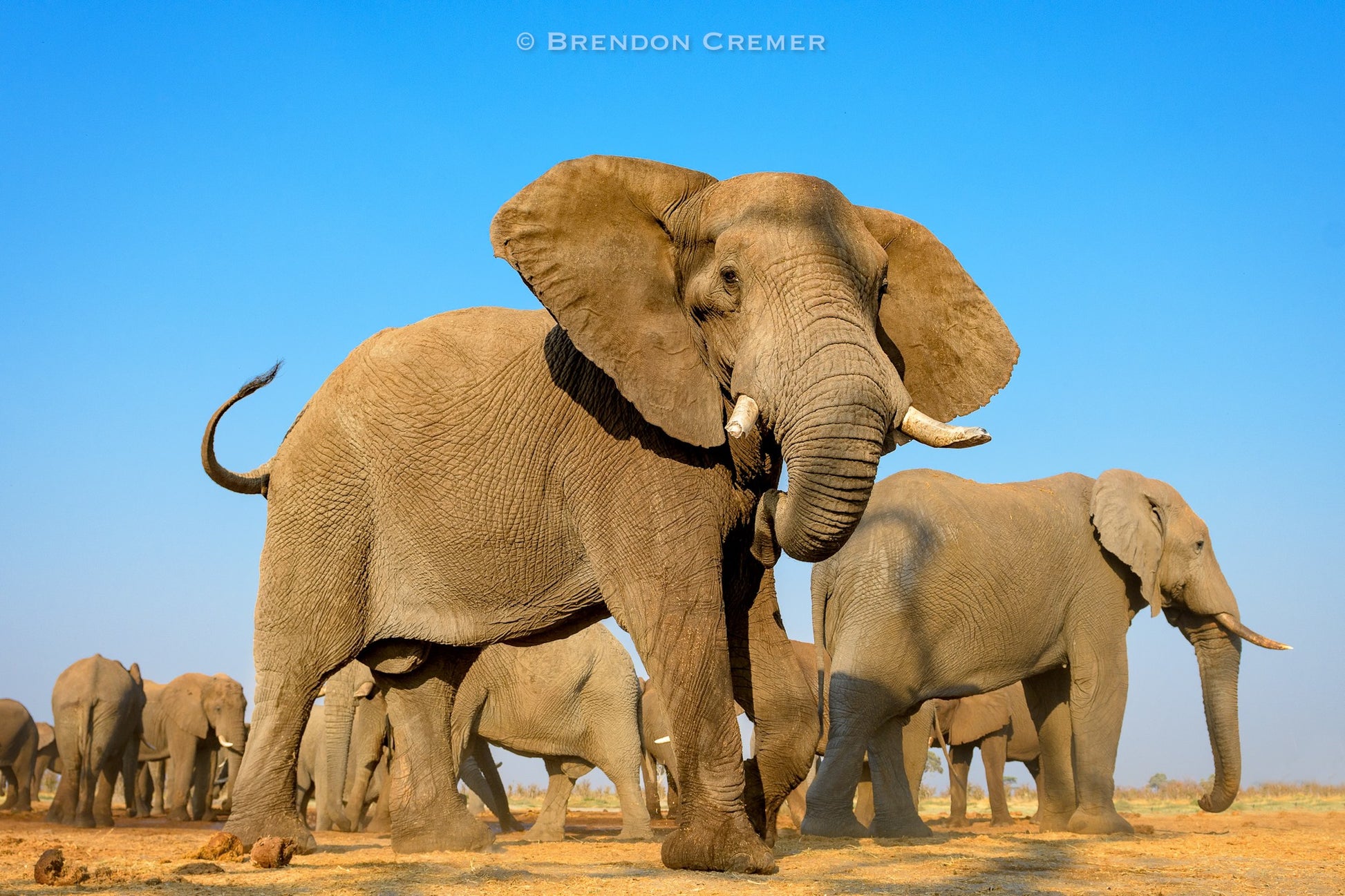 Elephants walking on a dirt path with a clear blue sky