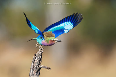 Colorful bird with blue wings perched on a branch against a blurred natural background