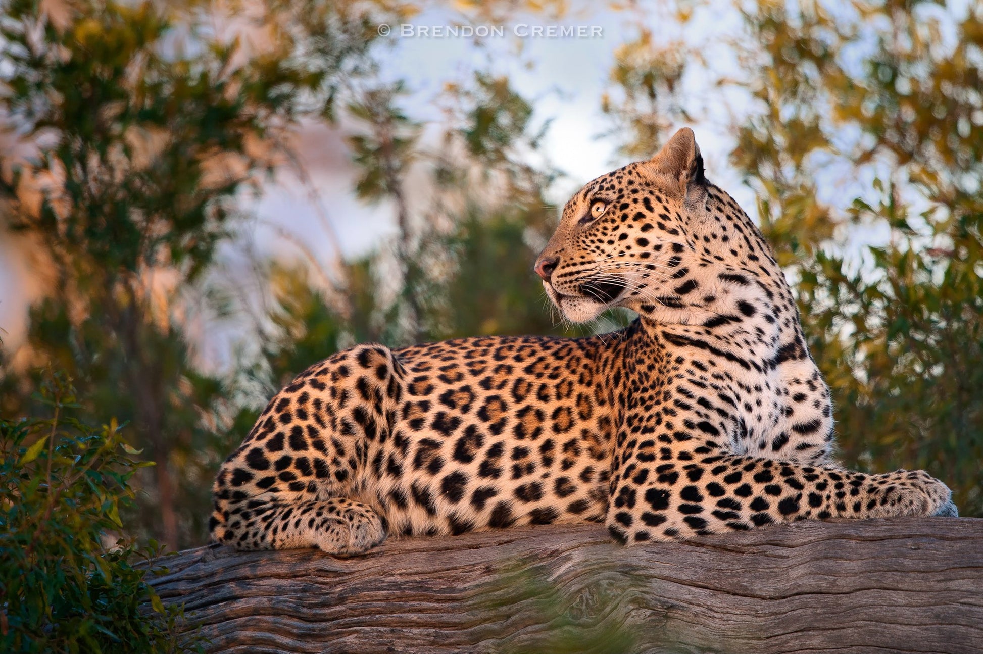 Leopard resting on a log with a blurred natural background