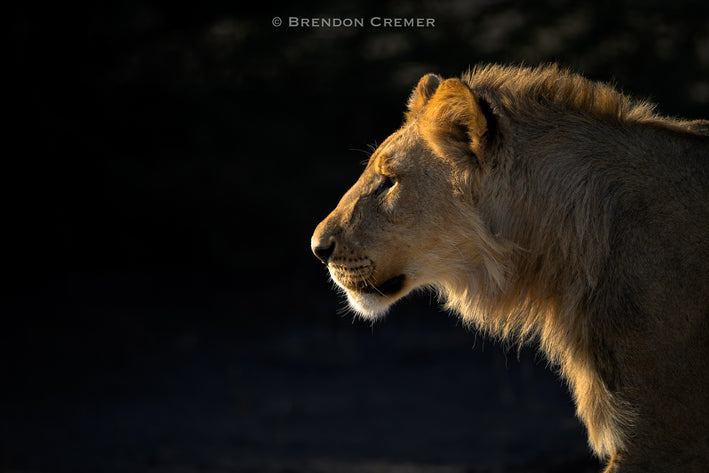 Mashatu Photo Safari by Tusk Photo