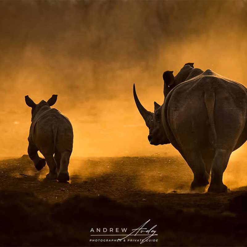 The African Wildlife Photographer in Your Bag by Andrew Aveley