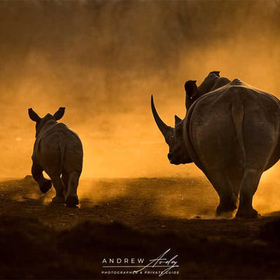 The African Wildlife Photographer in Your Bag by Andrew Aveley