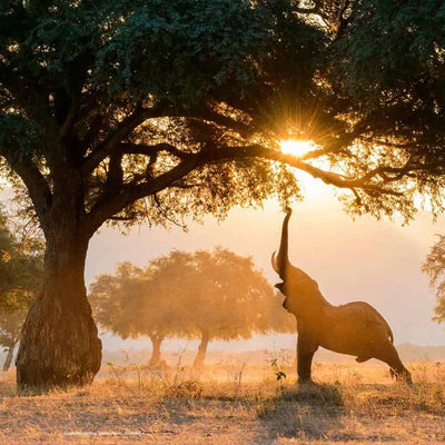 The Rift Scar of Africa book