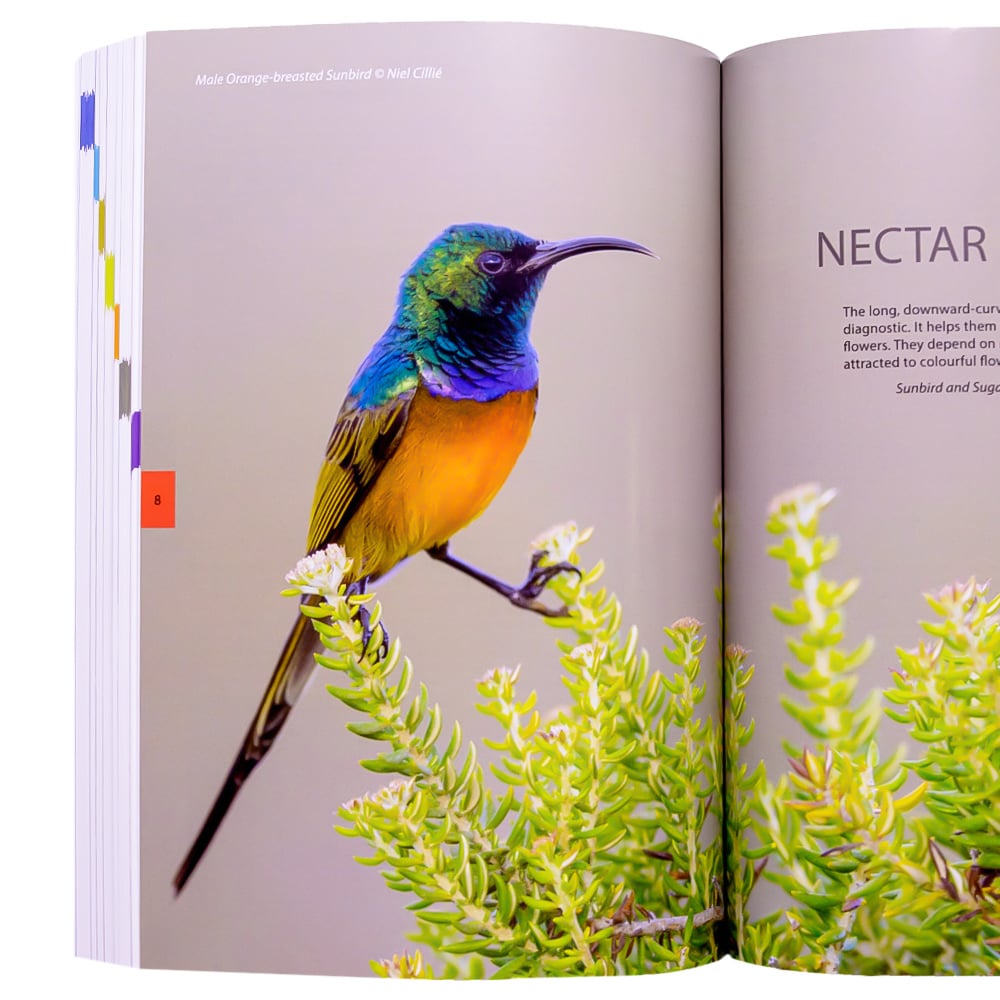 VELD Birds of Southern Africa: The complete photographic guide