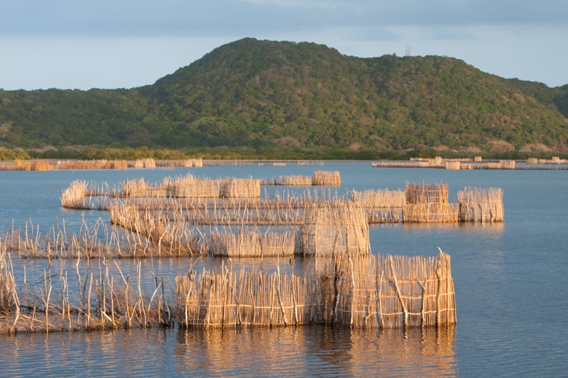 The Tsonga fish traps at Kosi Mouth in early morning golden light
